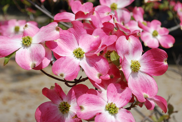 ハナミズキを強剪定しても花を咲かせるやり方