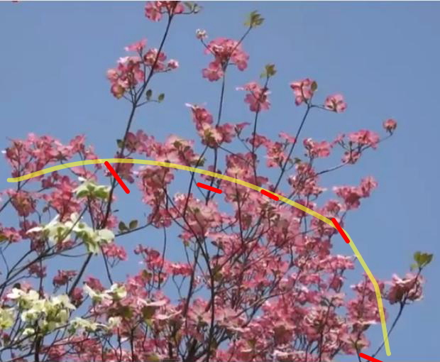 完成形と「残したい花」をイメージして切る