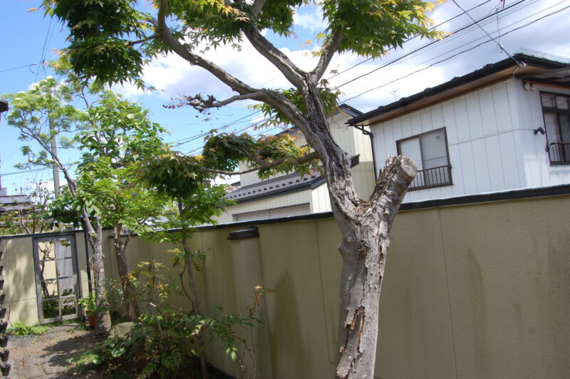 ずんどう切りにしたもみじ