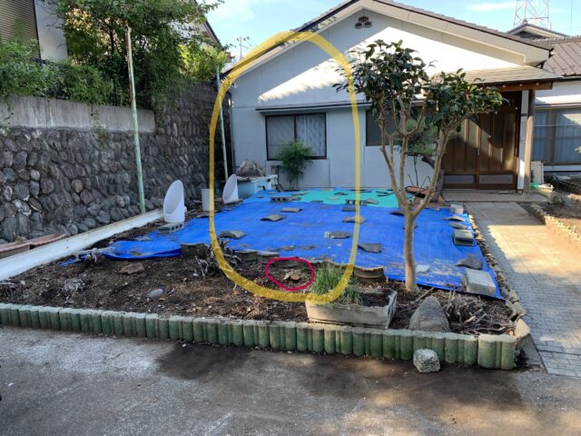 ツバキを伐採した後