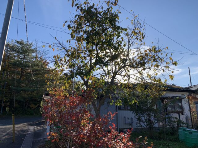 1階の屋根を超えるほど高くなった柿の木