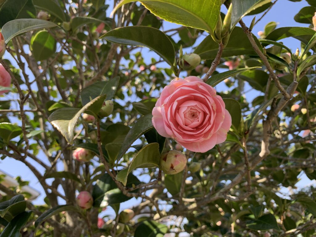 ツバキの剪定で失敗した！時期を間違えて花が咲かない時のリカバリー法