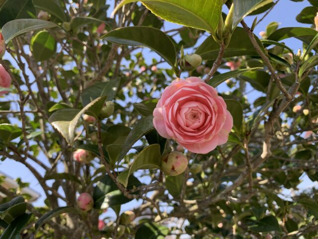 ツバキの剪定で失敗した！時期を間違えて花が咲かない時のリカバリー法