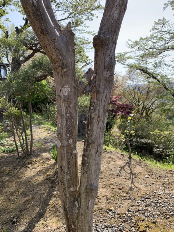 胴ぶき芽を取り除いた後