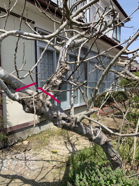 主幹を止めて高さを抑える
