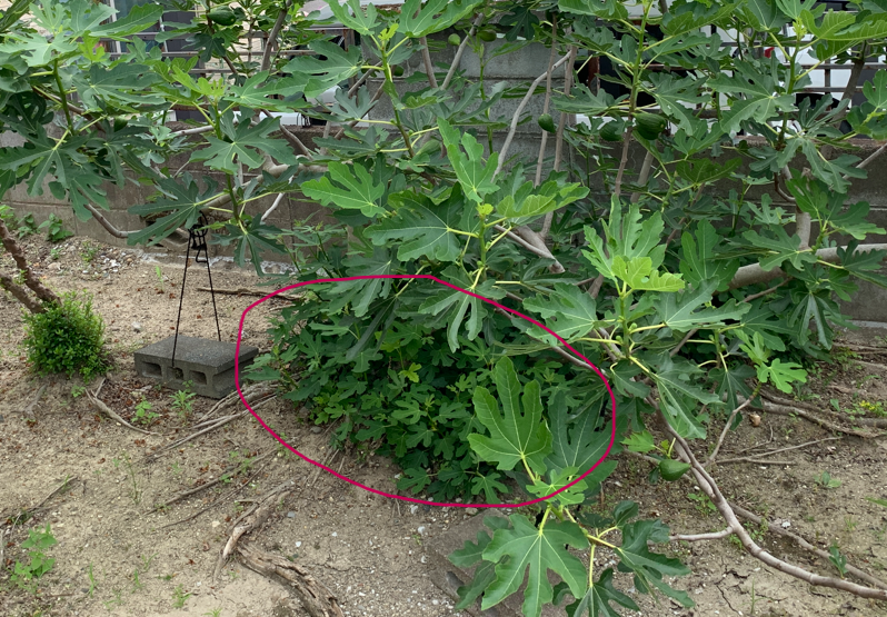 根元で伸びる不要な芽