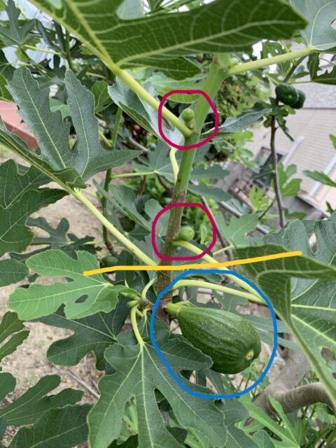 夏果秋果タイプの実の状況