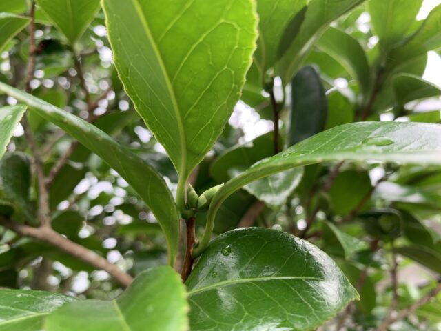 ツバキの花芽