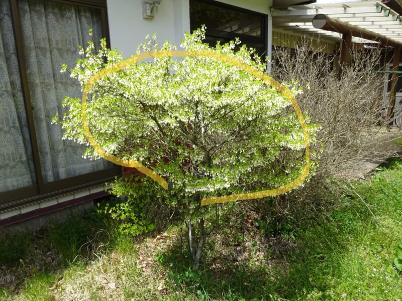 ドウダンツツジの弱剪定