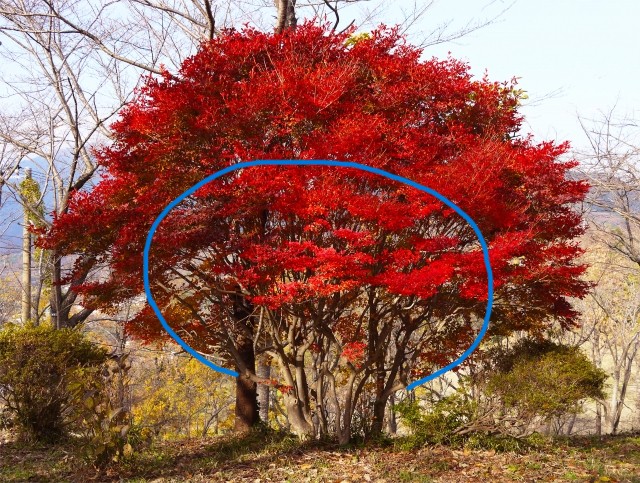 ドウダンツツジの強剪定