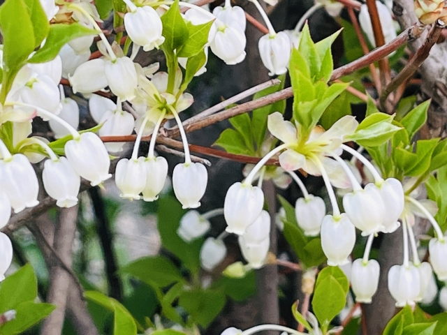 ドウダンツツジの剪定で花が咲かない失敗！時期を間違えた時のリカバリー法