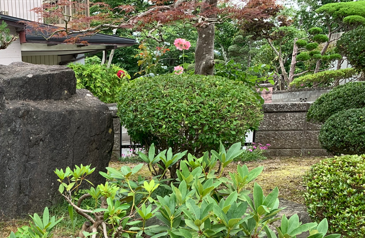 ドウダンツツジの剪定時期を間違って花が咲かない