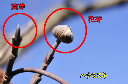 ハナミズキの花芽と葉芽