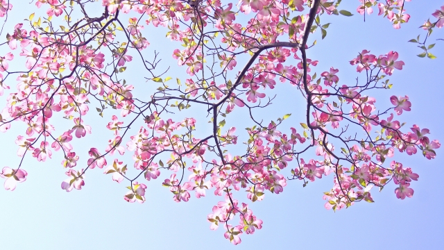 ハナミズキの剪定でもしかして失敗した？花が咲かない原因とリカバリー法