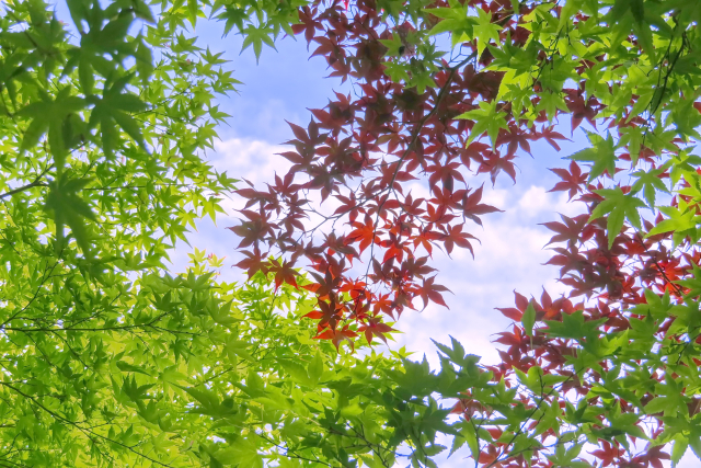 もみじの夏の剪定