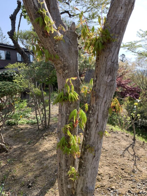 胴ぶき芽を取り除く前