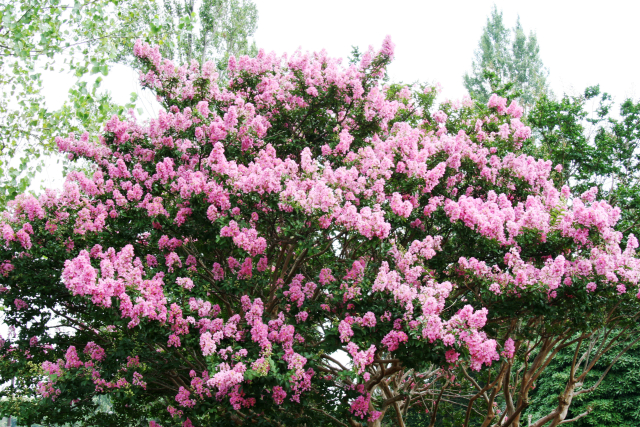 サルスベリの花が咲かない！もしかして剪定で失敗した？やらかし原因を特定する基本ルール