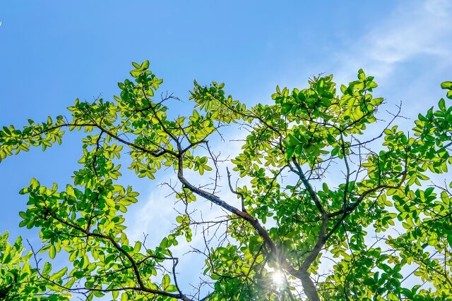 夏前に枝先を切ってしまって花が咲かない