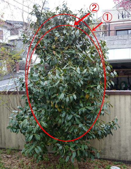 ツバキを切るラインを示している