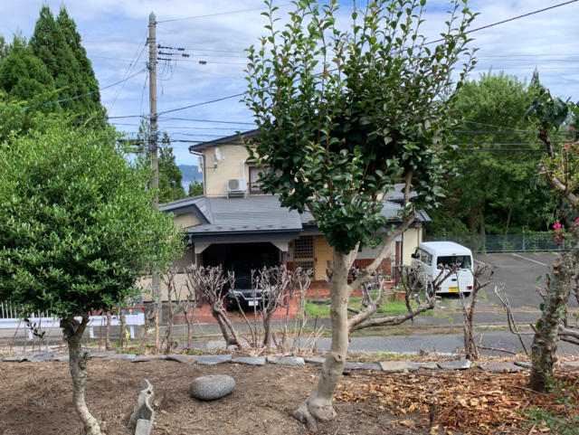 今回の椿の強剪定で使う素材