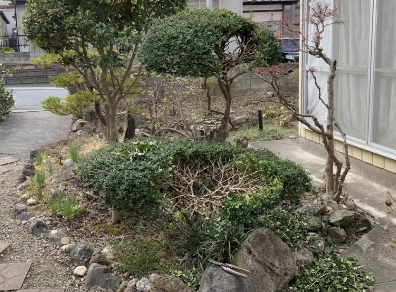 ツゲを刈り込みすぎてだんだんと葉がなくなり一部枯れたような状態