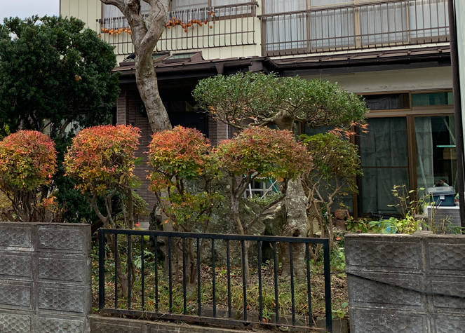 ツゲを強選定して樹高を低くした後