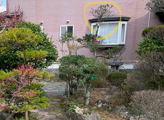 ツゲの細い枝が分岐しているすぐ上で切って仕立て直す