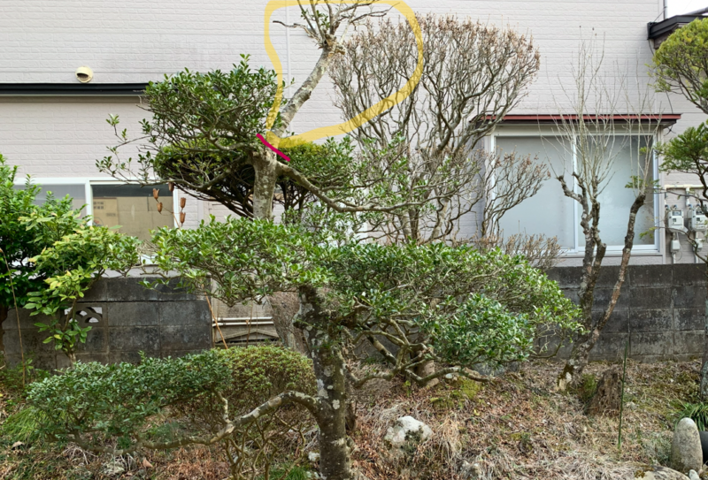 ツゲ幹が分岐しているすぐ上で切って仕立て直す