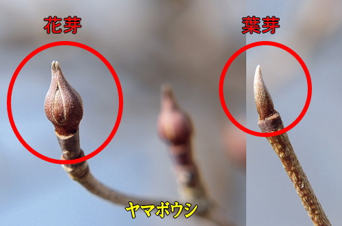 ヤマボウシの花芽と葉芽