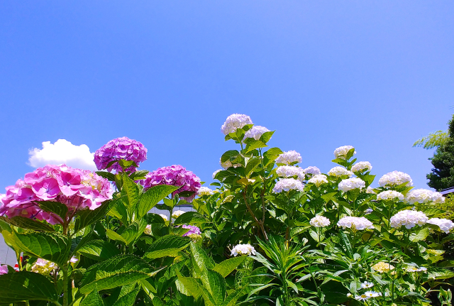 アジサイ（紫陽花）の強剪定で小さく仕立て直すやり方