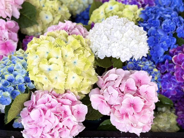 アジサイの剪定で失敗した！花が咲かない原因と改善したい復活術