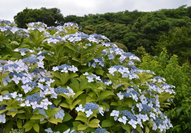 旧枝咲きのアジサイの花