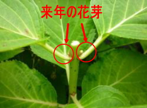 アジサイの花芽