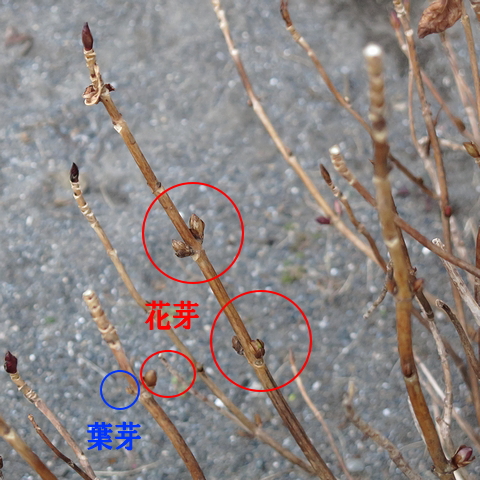アジサイの花芽と葉芽