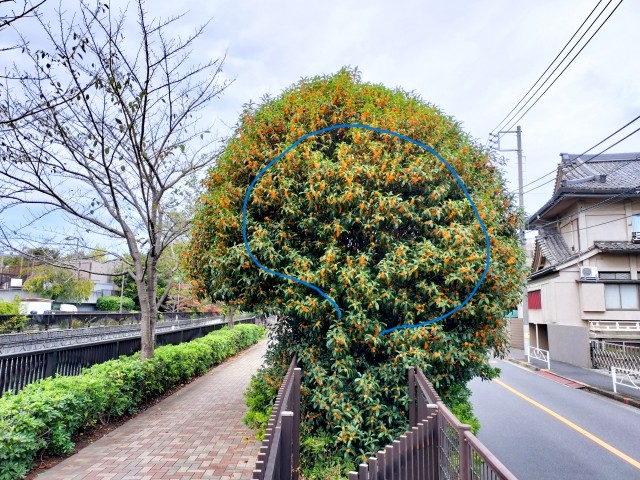 キンモクセイの強剪定