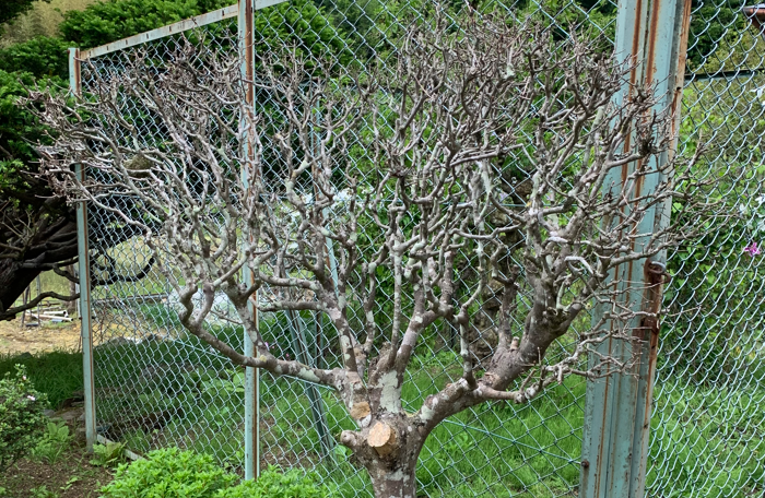 剪定で失敗管理専門ナビ