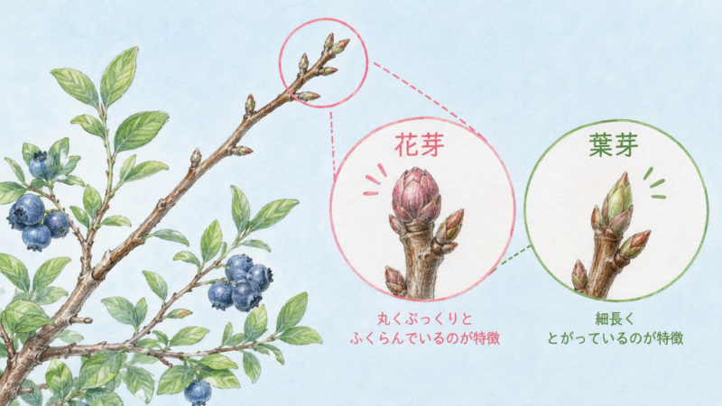 花芽は葉になる葉芽に比べて丸くぷっくりとふくらんでいる