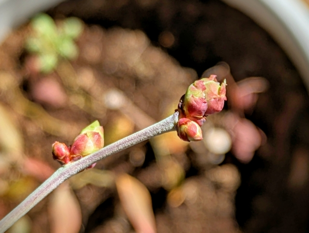 枝の先端にできた花芽