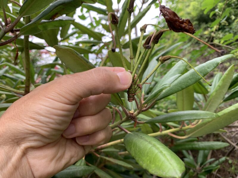 花がら摘みを行ったアップ