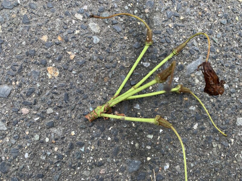 花がら摘みをして摘んだ花柄