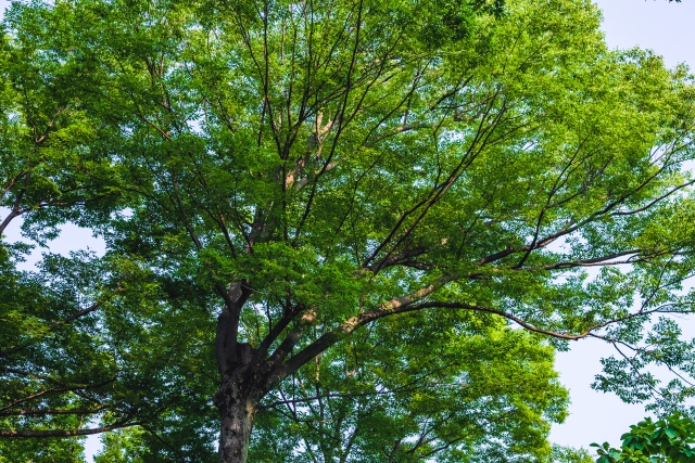 ケヤキの強剪定完全ガイド｜最適な時期・失敗して枯れる原因・バッサリ小さくする手順