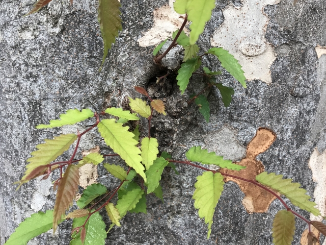幹から直接出る胴吹き芽は切る