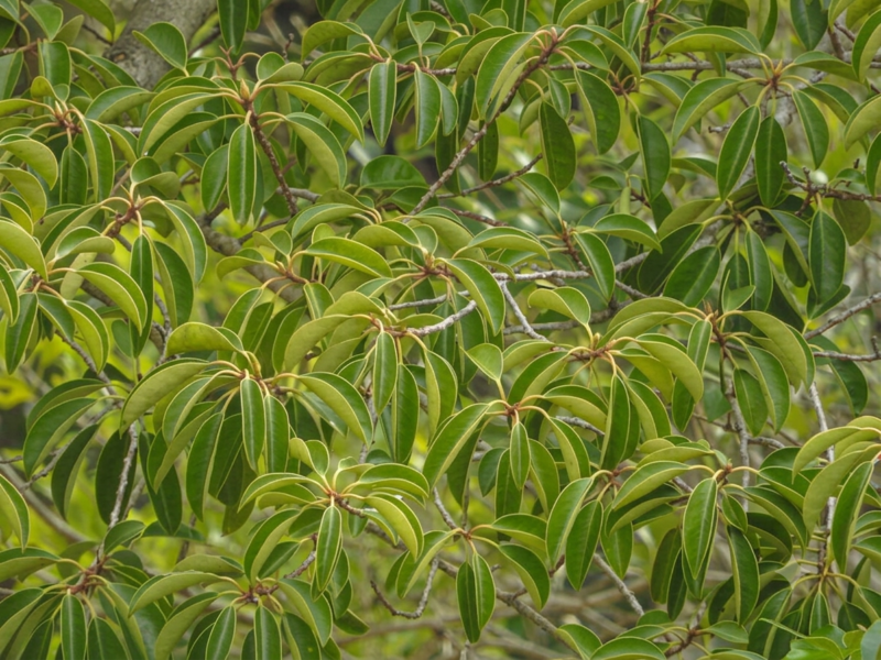 葉っぱだけが元気に生い茂っている