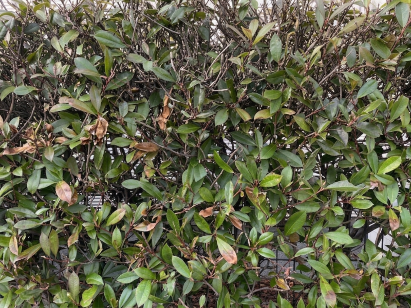 ガリっと刈った部分から茶色く枯れ込んできた