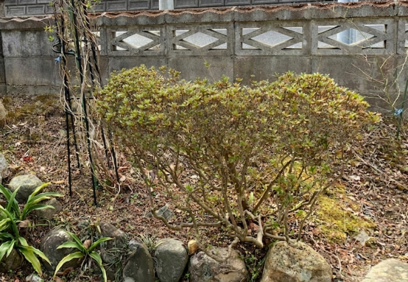 強剪定でなくして小さくした後