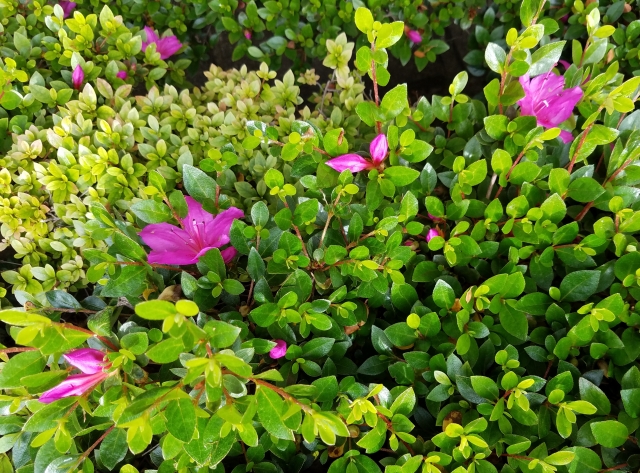 サツキの剪定で失敗した！時期を間違えて刈り込んで花が咲かない時のリカバリー法