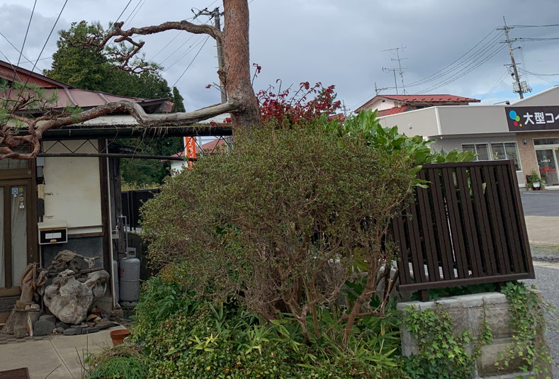 思い切って刈り込みばさみで大幅にカットした