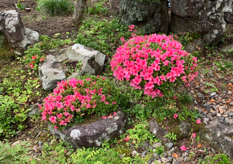 サツキの強剪定の時期はいつがいい？｜小さく仕立てて花も咲かせる方法