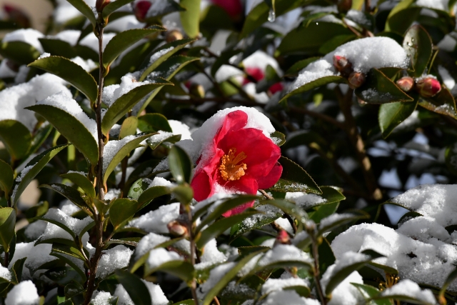 サザンカの剪定で失敗した！時期を間違えて切り花が咲かない時のリカバリー法