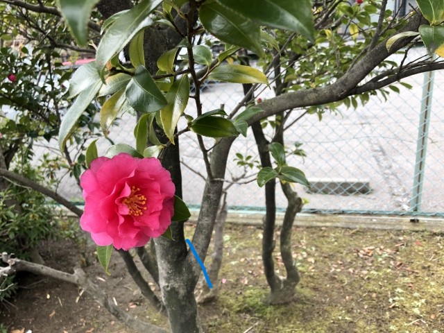 強剪定は枝が分岐している上で切る